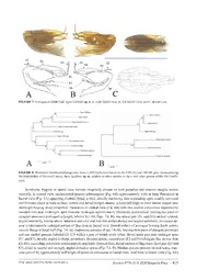 Download A new species of planthopper in the genus Agoo (Hemiptera ...