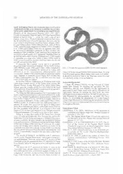 Download New information on Pseudechis papuanus (the Papuan Black Snake ...